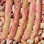 강낭콩씨앗/70립