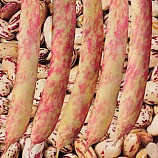 강낭콩씨앗/70립