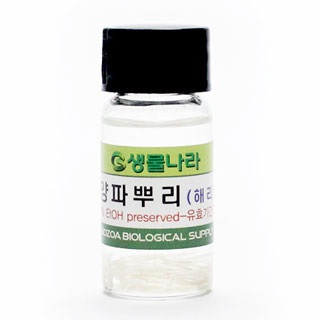 양파뿌리/해리