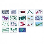 영구프레파라트/동물 조류편18종영구표본