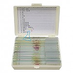 영구프레파라트/인체편15종