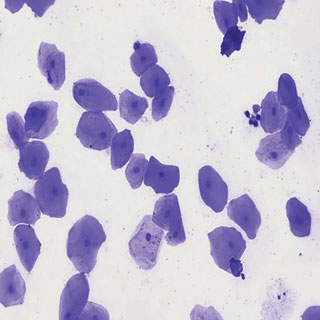 입안상피세포영구표본/입안표피세포영구표본/사람입안세포영구표본