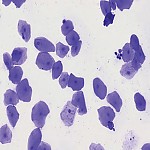 입안상피세포영구표본/입안표피세포영구표본/사람입안세포영구표본