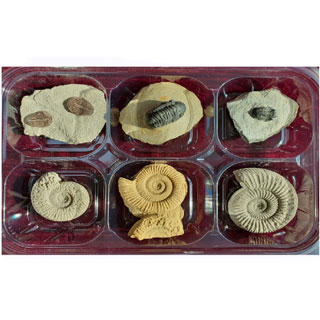 삼엽충3종암모나이트3종