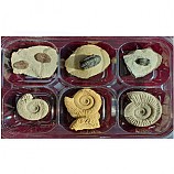 삼엽충3종암모나이트3종