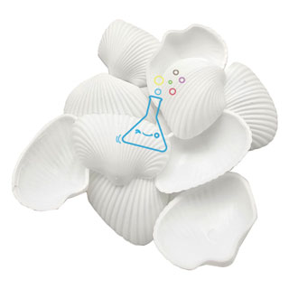 PVC흰색조개모형/조개껍데기/10개입