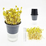 콩나물기르기재배키트/5인용