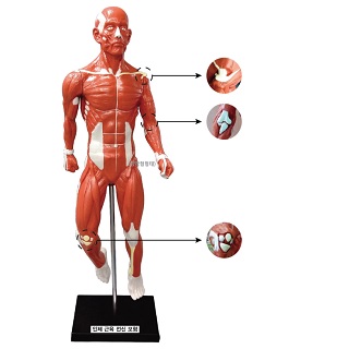 인체근육전식모형/고무제/800*310*300mm