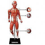 인체근육전신모형/인체근육모형/고무제