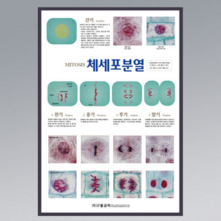 체세포분열/판넬,액자