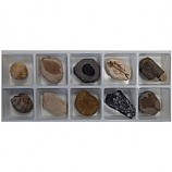 초등화석10종/아이스크림