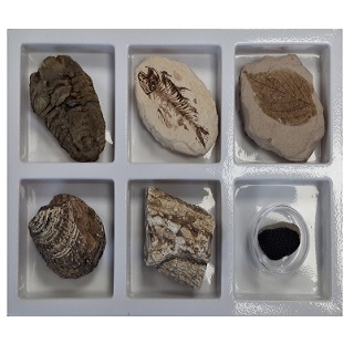 초등화석6종/천재