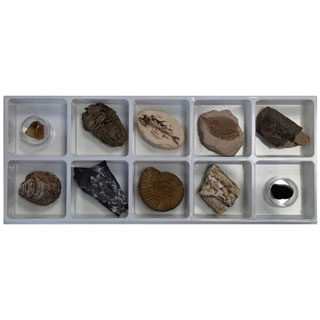 초등화석10종/천재