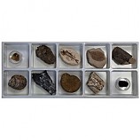 초등화석10종/천재