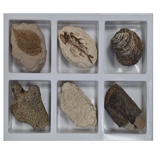 초등화석6종/미래엔