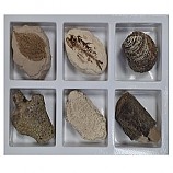 초등화석6종/미래엔