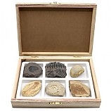 초등화석6종/A형