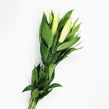 백합/10송이